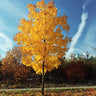 Little Volunteer' Tulip Poplar Tree