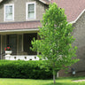 Little Volunteer' Tulip Poplar Tree