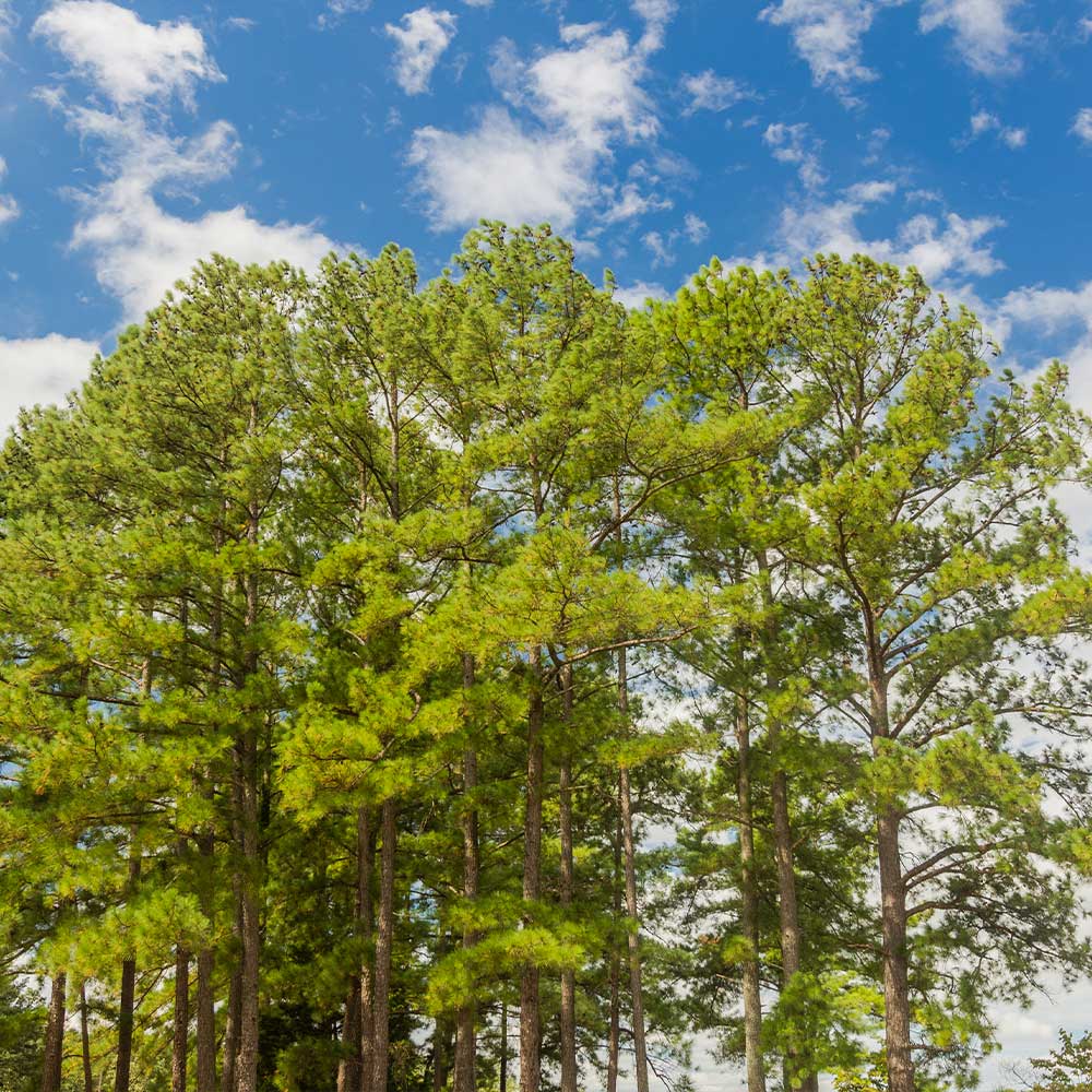 Loblolly Pine