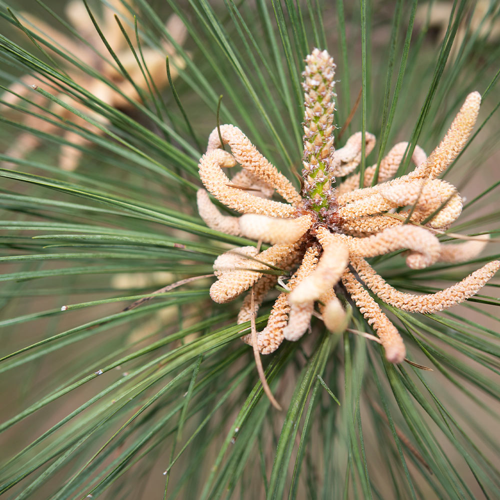 3 Loblolly Pine Branches With Pine Needle Bundles 