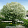 Lollipop® Crabapple Tree