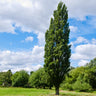 Lombardy Poplar Tree