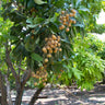 Longan Tree