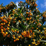 Loquat 'Japanese Plum' Tree