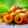 Loquat 'Japanese Plum' Tree