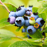 Lowbush Blueberry Bush