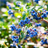 Lowbush Blueberry Bush