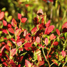 Lowbush Blueberry Bush