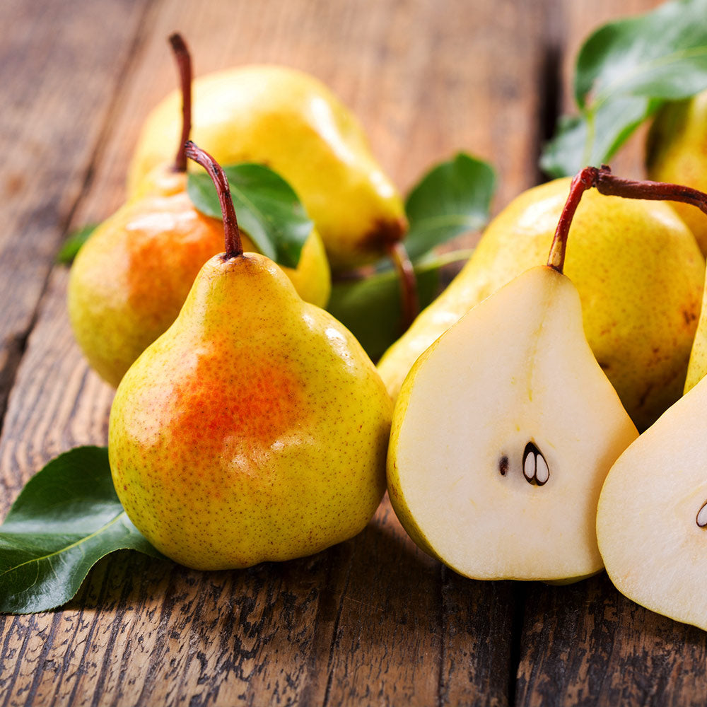 Dwarf Bosc Pear Tree - Cinnamon brown pears are some of the sweetest a –  Online Orchards