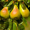 Luscious Pear Tree