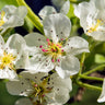 Luscious Pear Tree