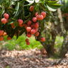 Lychee Tree