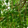 Macadamia Nut Tree