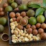 Macadamia Nut Tree