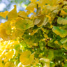 Ginkgo Biloba 'Mariken' Tree