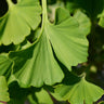 Ginkgo Biloba 'Mariken' Tree