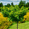 Ginkgo Biloba 'Mariken' Tree