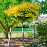 Ginkgo Biloba 'Mariken' Tree