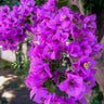 Majestic Purple Bougainvillea