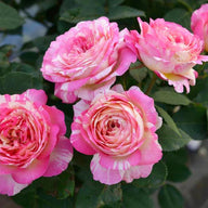 Marc Chagall™ Roses for Sale | FastGrowingTrees.com