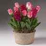 Pink Bloom Garden With Seagrass Pot