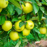 Mutsu (Crispin) Apple Tree