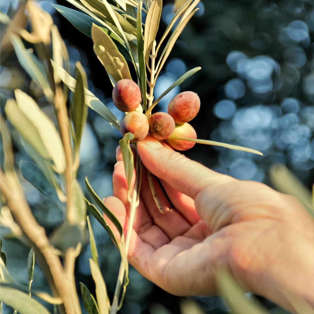 Mission Olive Trees For Sale at Ty Ty Nursery