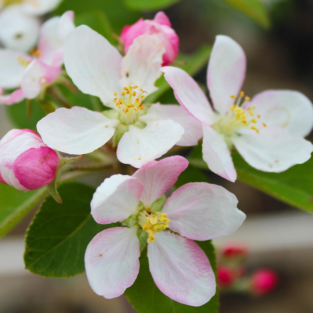 Dwarf Red McIntosh Apple Tree - World-renowned flavor, cold hardy, and  delicious! (2 years old and 3-4 feet tall.)