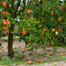 McIntosh Apple Tree