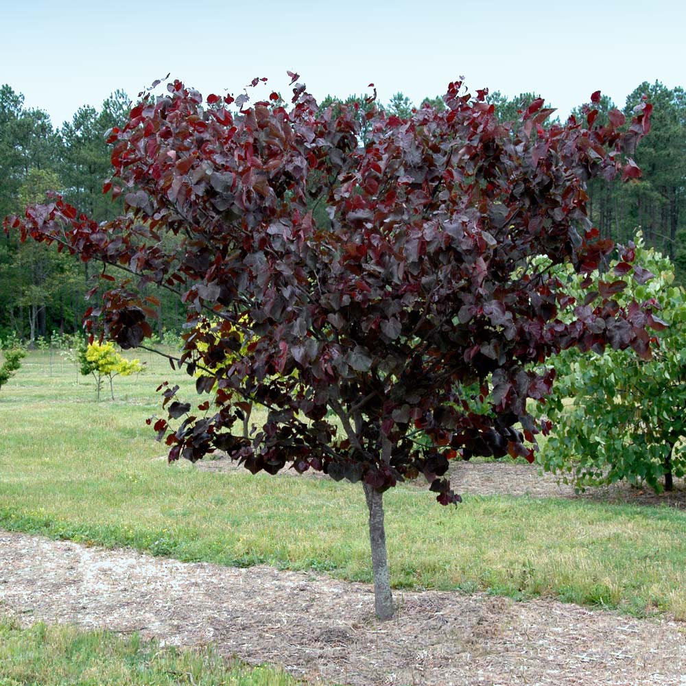 Merlot Redbud