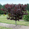 Merlot Redbud Tree