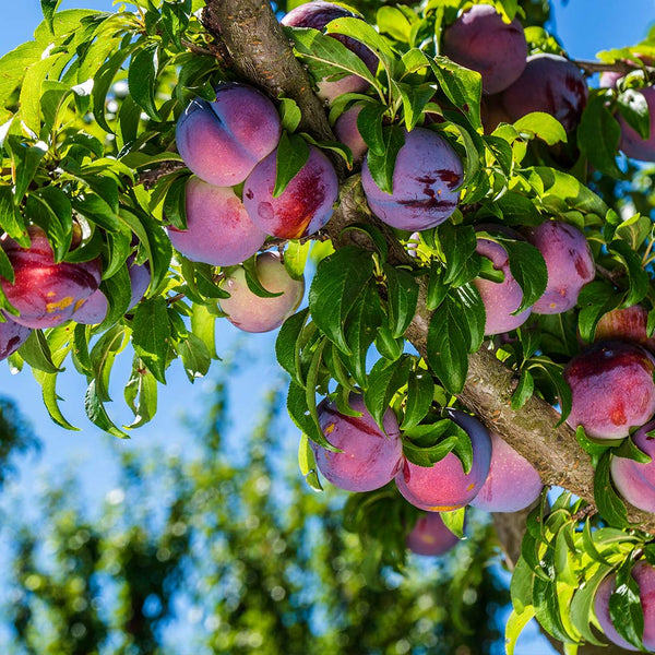 Methley Plum Trees for California for Sale– FastGrowingTrees.com