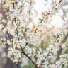 Methley Plum Tree