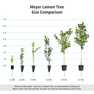 Meyer Lemon Trees for Sale | FastGrowingTrees.com