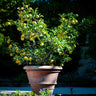 Meyer Lemon Bush