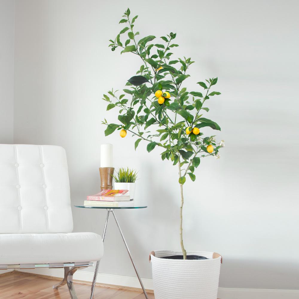 Meyer Lemon Tree 1 FGT E25c6b65 4470 4e14 B160 41ace69aae7d 1024x1024 ?v=1599035013