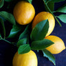 Meyer Lemon Tree