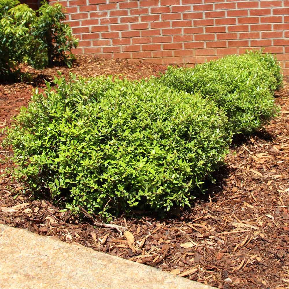 Micron® Holly Shrub