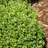 Micron® Holly Shrub