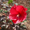 Midnight Marvel Hardy Hibiscus