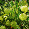 Milkweed Plant