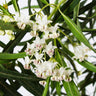 Milkweed Plant