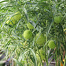 Milkweed Plant