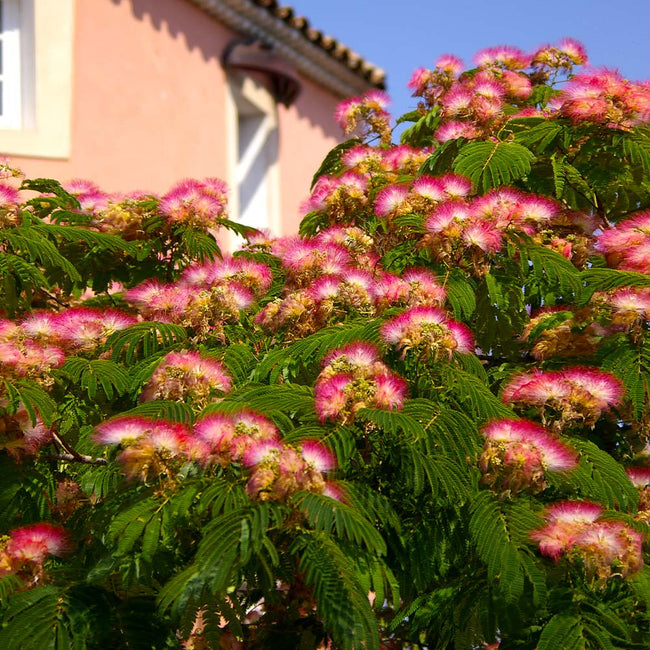 Mimosa Trees For Sale Fastgrowingtrees Com