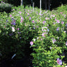 Minerva Rose of Sharon Althea Shrub