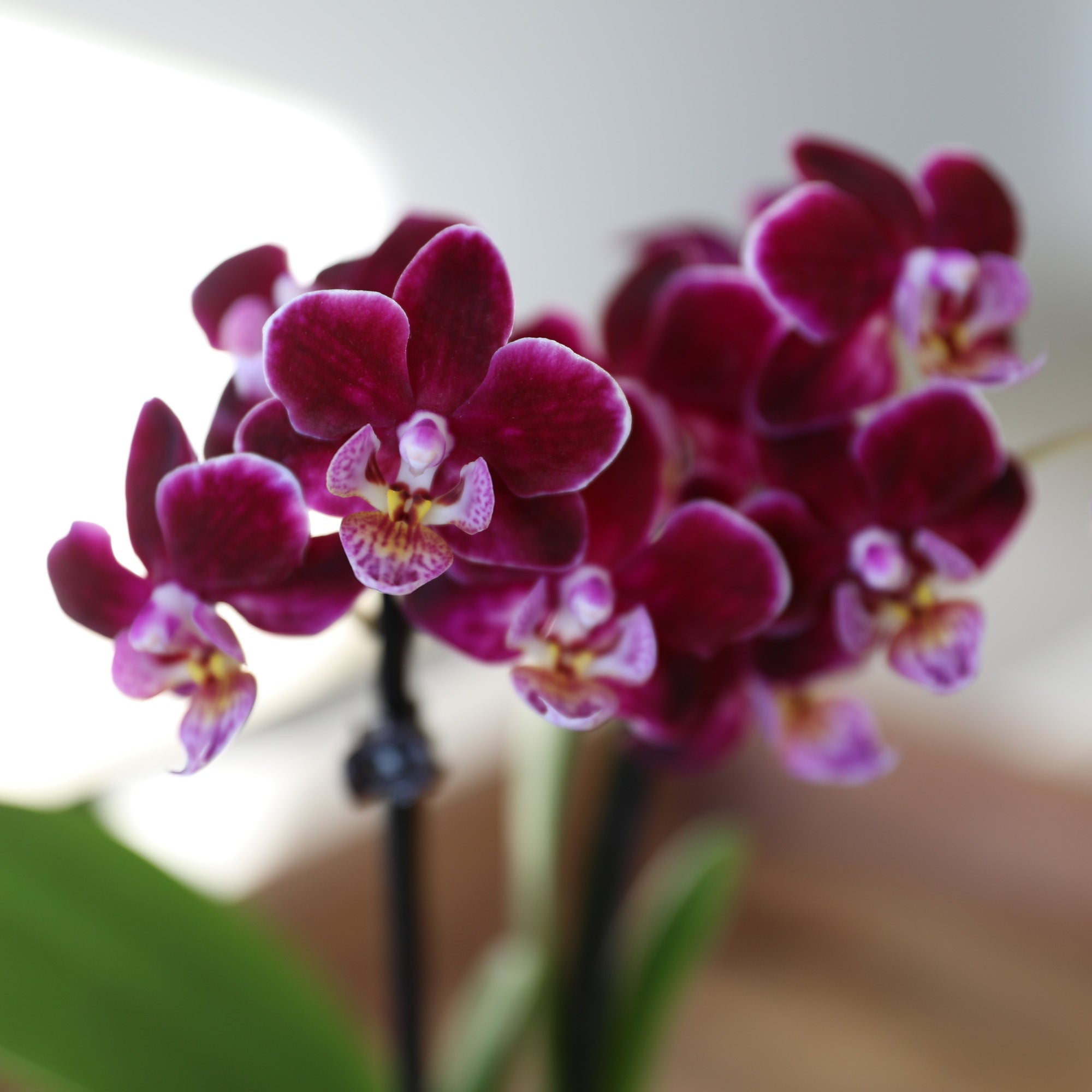 Mini Orchidée