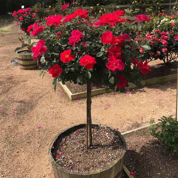 Miracle on the Hudson™ Rose Trees for Sale– FastGrowingTrees.com