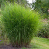 Miscanthus Gracillimus (Maiden Grass)