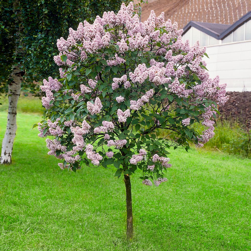 Miss Kim Lilac Tree