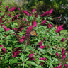 Miss Molly Butterfly Bush